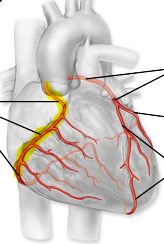 Veins And Arteries Flashcards Quizlet