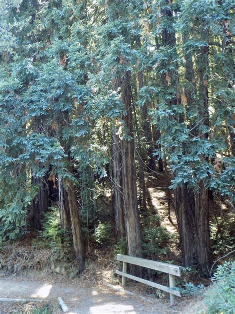 Huddart Park, Chickadee and Redwood Nature Trails - Lonely Hiker