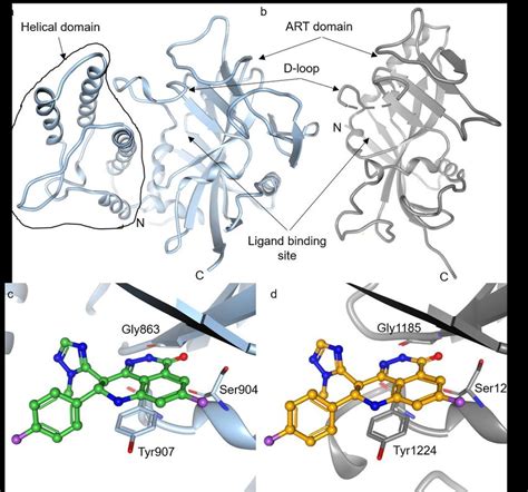 Overall Structures Of The Catalytic Domain Of Parp And The Art Domain