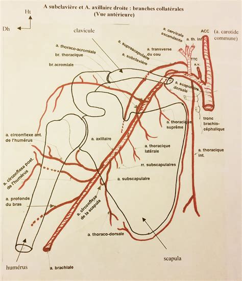 Art Re Cervicale Ascendante Et Art Re Scapulaire Dorsale Ue T Te