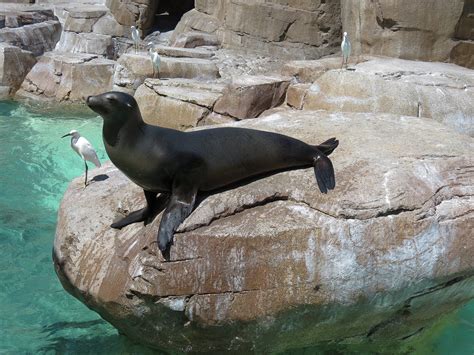 Pacific Point Pinniped Exhibit 2 California Sea Lion Zoochat