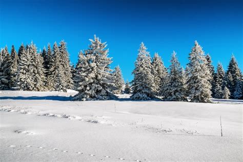 Rvores Congeladas Nevadas Na Floresta De Inverno Foto Premium