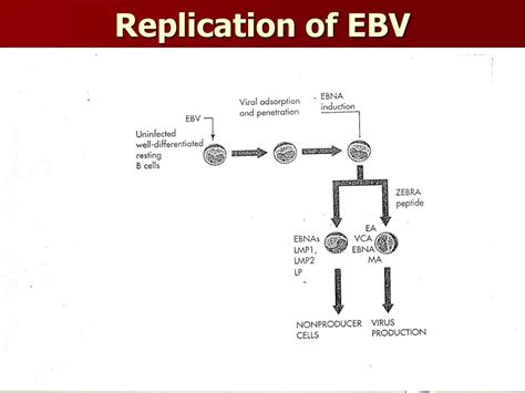 Ppt Epstein Barr Virus Ebv Or Hhv 4 Powerpoint Presentation