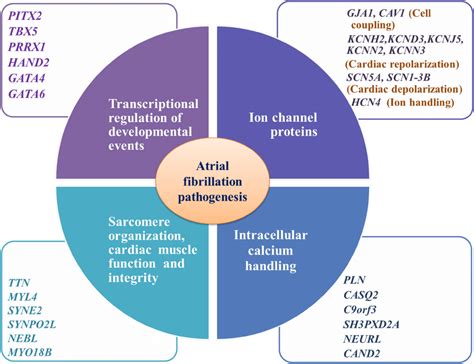 Pathway Atrial Fibrilasi