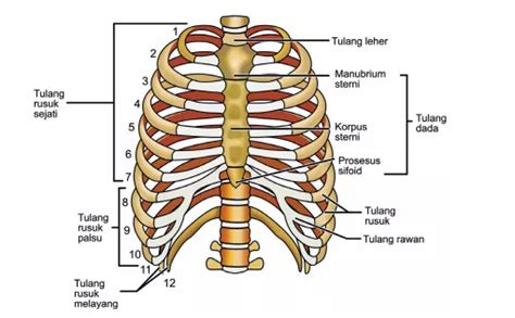 Tulang Dada Dan Tulang Rusuk