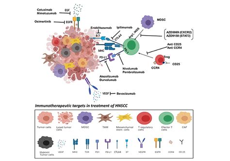 Immunosuppressive Microenvironment In Oral Cancer Implications For