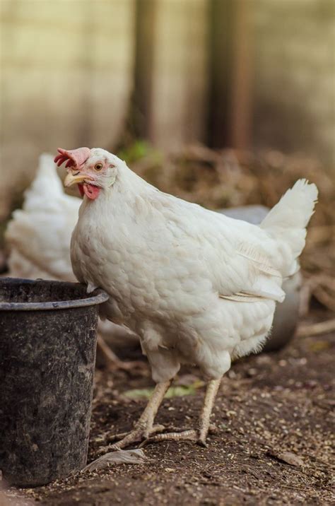 Poultry Feed: Complete Nutrition for Healthy Chickens