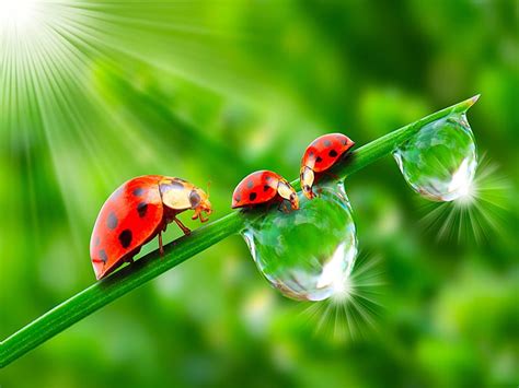 Ladybug And Dew Drops Drops Leave Insects Ladybugs Hd Wallpaper