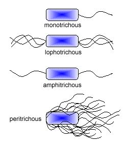 Biol Lab Manual Bacterial Flagellar Arrangements