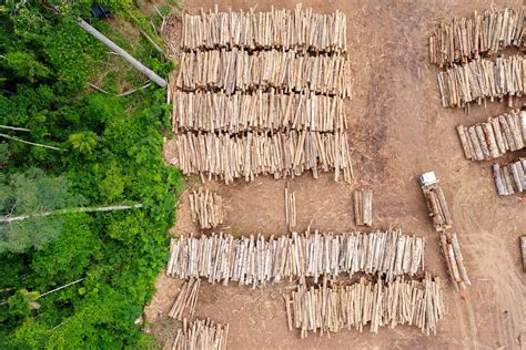 One Third Of The Amazon Has Been Degraded By Human Activities