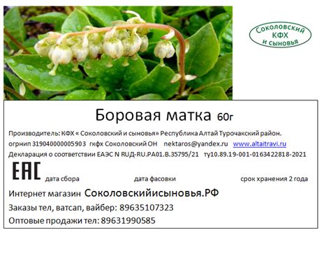 Боровая матка 50г - Алтайские травы