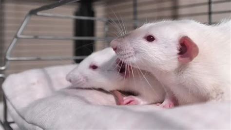 What Rodents Make Good Pets [9 Best Rodents]