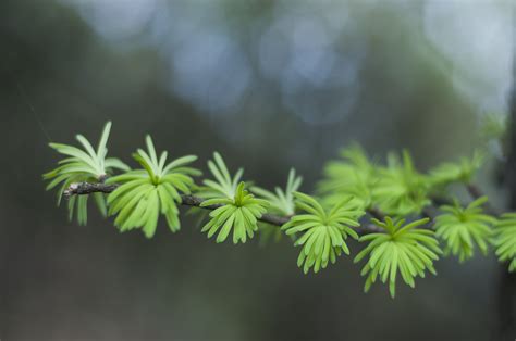 Fotos gratis árbol naturaleza bosque rama hoja flor verde