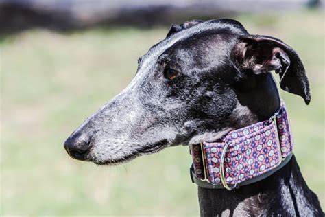 2026 Martingale Collars Fit Uses And When To Skip Them Hoss Straps