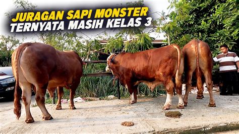 Kelas 3 Sma Sudah Jadi Peternak Sapi Aset Ratusan Juta Aofa Farm