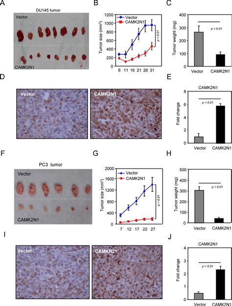 Camk N Inhibits Prostate Tumor Growth In Vivo A J Serial