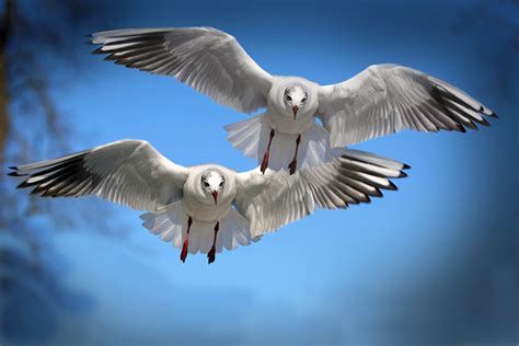 Free Images Coast Wing Sky White Animal Seabird Fly Wildlife