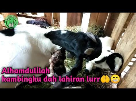 Kambing Lahiran Cara Bantu Kambing Lahiran Dan Ciri Ciri Kambing