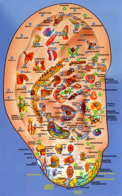 Maferba En El Mundo Auriculoterapia Sus Beneficios