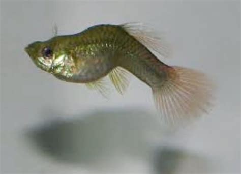 Guppy Fish Diseases Their Symptoms Causes And Cures 59 Off