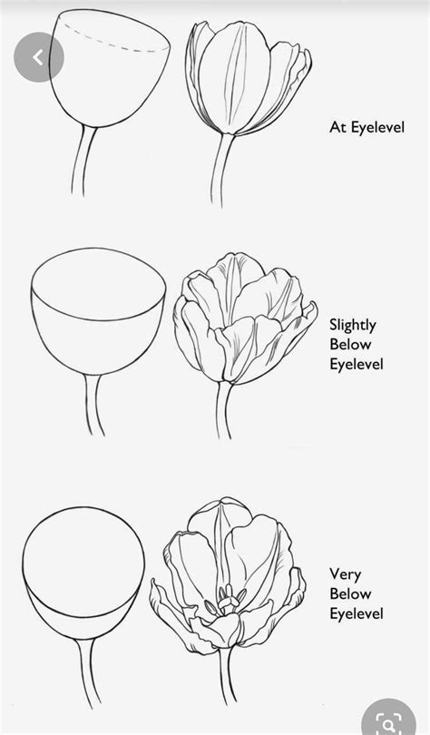 Pin by talina on سكتش رسم in 2024 Flower drawing tutorials Art