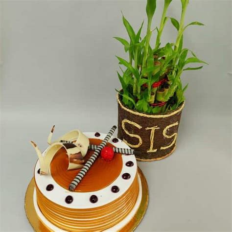 Lucky Bamboo Sis With Cake Dp Saini Florist