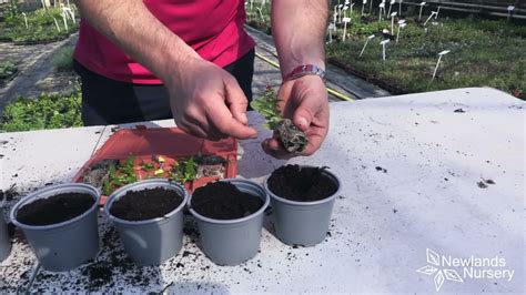 Ep How To Pot Up Nemesia Plug Plants Minutefriday Youtube