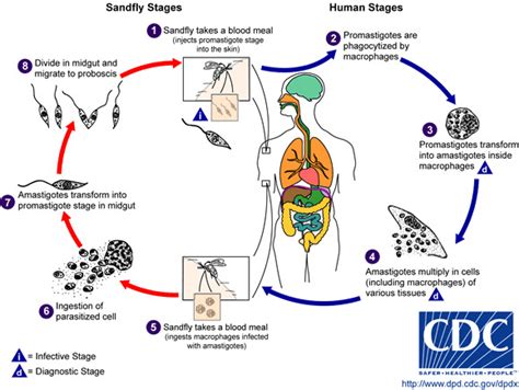 Protozoa And Endocrine Dysfunction Endotext Ncbi Bookshelf