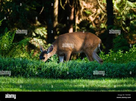 Deer In The Back Yard Stock Photo Alamy