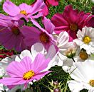 Kitano Seeds (семена Китано) - семена цветов и овощей, купить семена ...