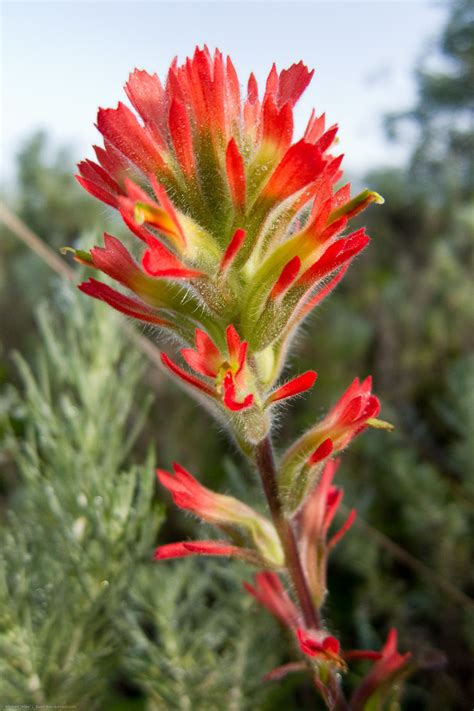 1 Of 2 Indian Paintbrush Castilleja Flower 1 Of 2 Indian P Flickr