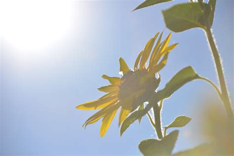 無料画像 自然 ブランチ 工場 空 日光 写真 太陽光 朝 葉 花弁 咲く 夏 緑 作物 秋 植物学 庭園