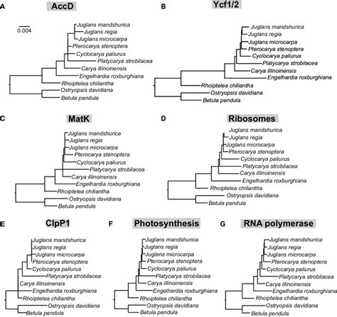 Trees Based On Plastid Genome Plastome Partitions The Plastid Genes