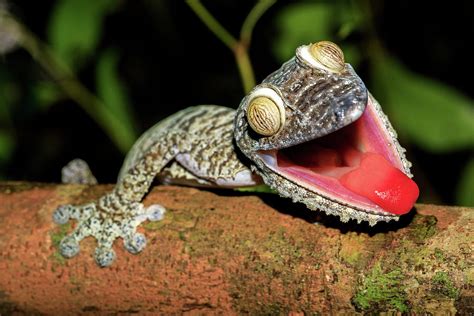 Giant Leaf Tail Gecko Uroplatus Fimbriatus Madagascar Photograph By