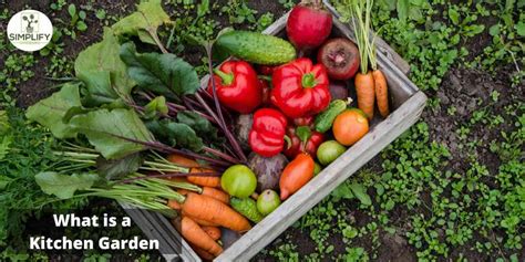 Kitchen Gardening For Beginners Everything You Need To Know Simplify