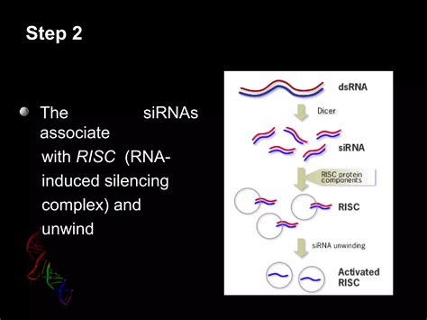 Rna Interfernce Ppt Ppt