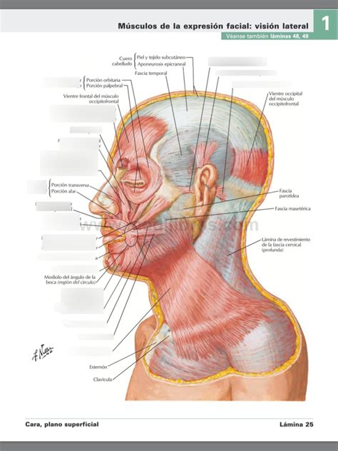 Sin Embargo Esclavo Formular Los Musculos Del Rostro Admiraci N