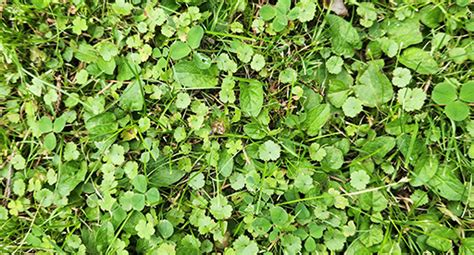 How To Identify Weeds In Your Lawn