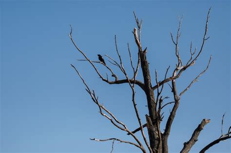 Un Cuervo Se Sienta En Un Rbol Vac O Foto Premium