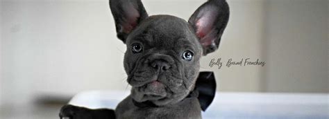 Photo Gallery - Bully Brand Frenchies