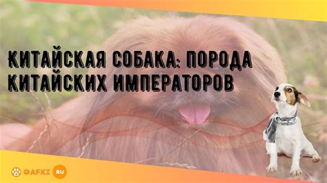 Китайская собака: порода китайских императоров - YouTube
