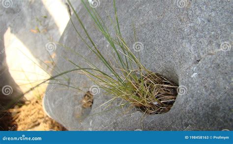 Existe Algum Vegetal Que Consiga Sobreviver Fixo Numa Pedra