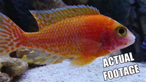 Dragon Blood Peacock Cichlid Malawi Aulonacara Firefish Youtube