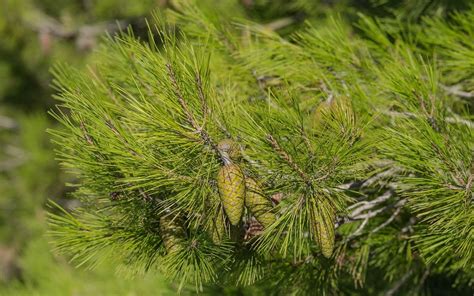 Pino Carrasco Pinus Halepensis