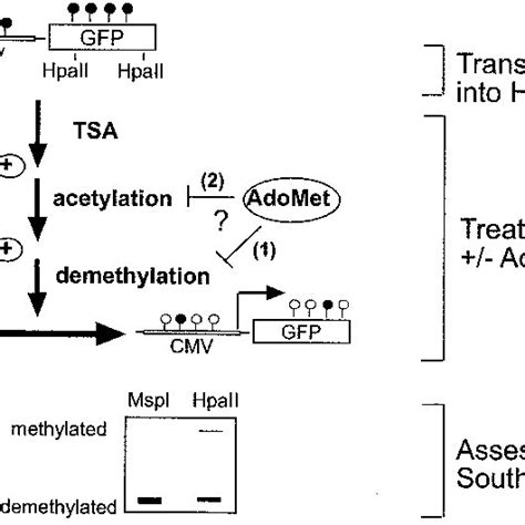 Outline Of The Model System Used To Assess The Effects Of AdoMet On