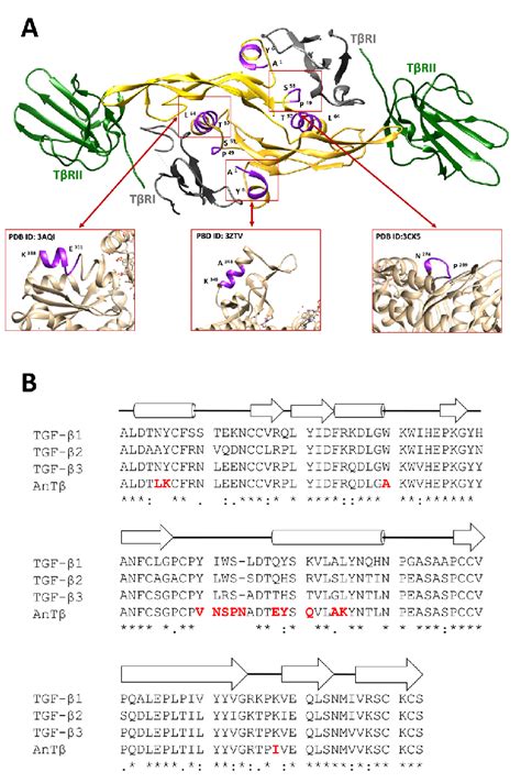 Substituted segments in AnTβ A TβRI binding site and the swapped