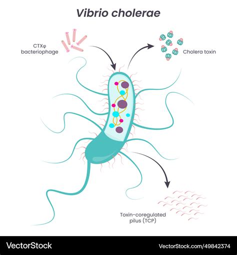 Vibrio cholerae diagram Royalty Free Vector Image