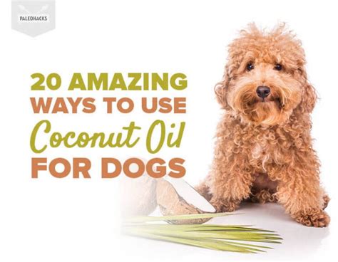 20 Amazing Ways To Use Coconut Oil For Dogs Health