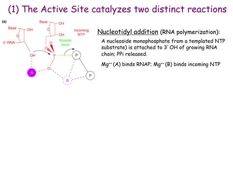 Ppt Biochemistry Biological Regulatory Mechanisms January