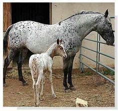 54 HORSES- Spanish Jennet ideas | horses, horse breeds, beautiful horses